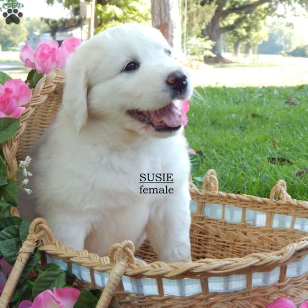 Susie, Great Pyrenees Puppy